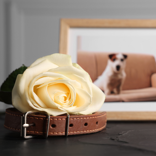 Pet Sympathy Gift Ideas