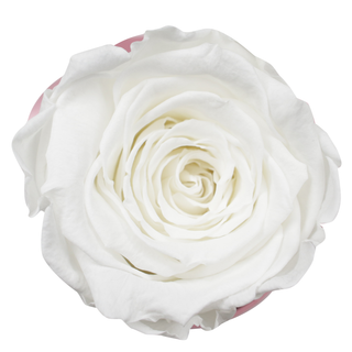 Solo Bloom - Cupid Clipart