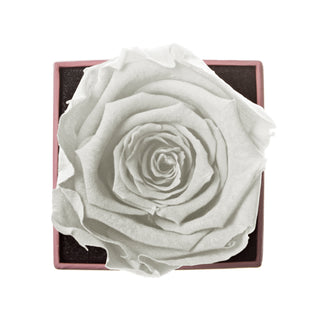 Sovelle XXS – Happy Aniversary - Personalized Rose - 100% Real (Preserved-Eternal)
