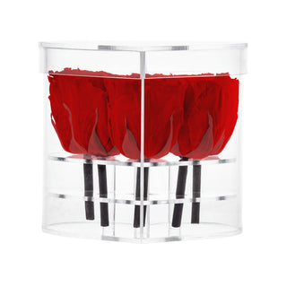 Lumira HZ - Happy Birthday Collection