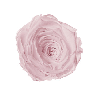 Solo Bloom - Valentine's Day Collection