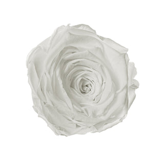 Solo Bloom - Funeral Collection