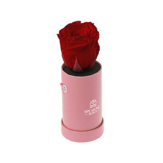 Solo Bloom - Valentine's Day Collection