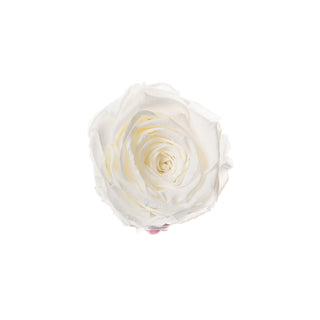 Solo Bloom - Happy Birthday Collection