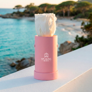 Solo Bloom - Valentine's Day Collection