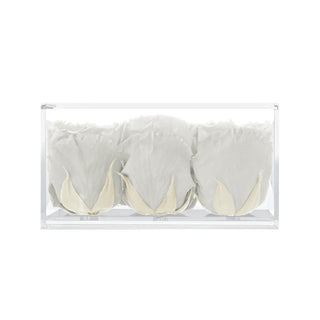 Equoria V09 - Funeral Collection