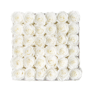 Sovelle MLO  - Anniversary Collection