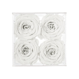 Equoria V04 - Square Collection