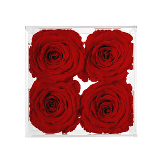 Equoria V04 - Anniversary Collection