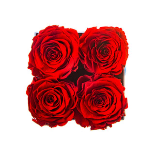 Sovelle OXS  - Happy Birthday Collection