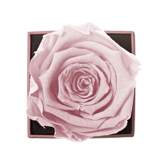 Sovelle XXS - Wedding Collection