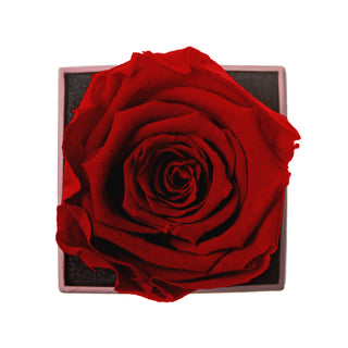 Sovelle XXS - “Happy Valentine’s Day” Petal-Printed Real Preserved Roses | Luxury Gift Box