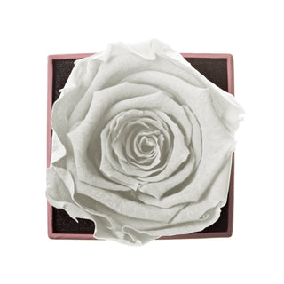 Sovelle XXS - Wedding Collection