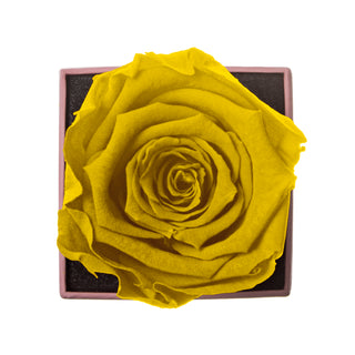 Sovelle XXS - Wedding Collection