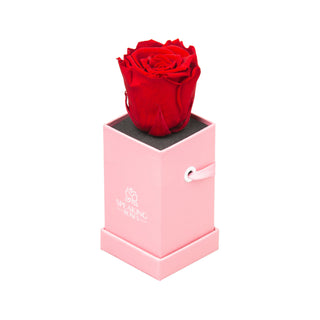 Sovelle XXS  - Romance Collection