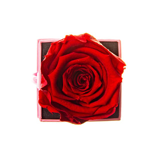 Sovelle XXS  - Happy Birthday Collection
