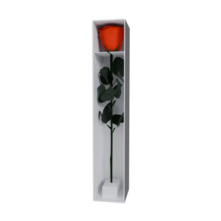 Majestuoso - Funeral Collection