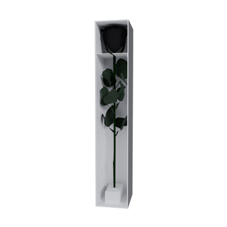 Majestuoso - Funeral Collection